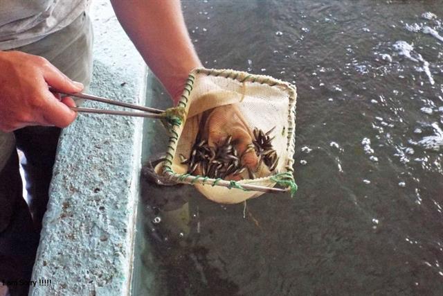 Giá cá giống tăng cao dù lũ về chậm